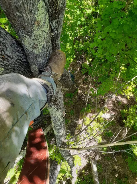 work photo from justjayntreeservicenh.com