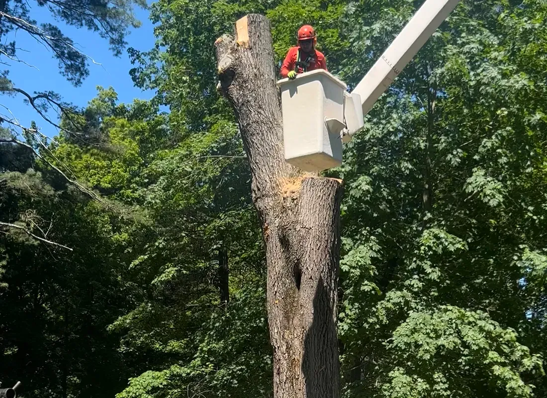 Service Tree Removalbucket lower tree_gallery