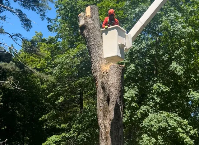 Service Tree Removalbucket lower tree_gallery