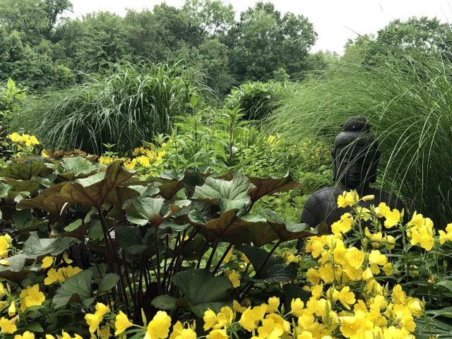 Yellow flowers and ornamental grasses in a landscaped garden