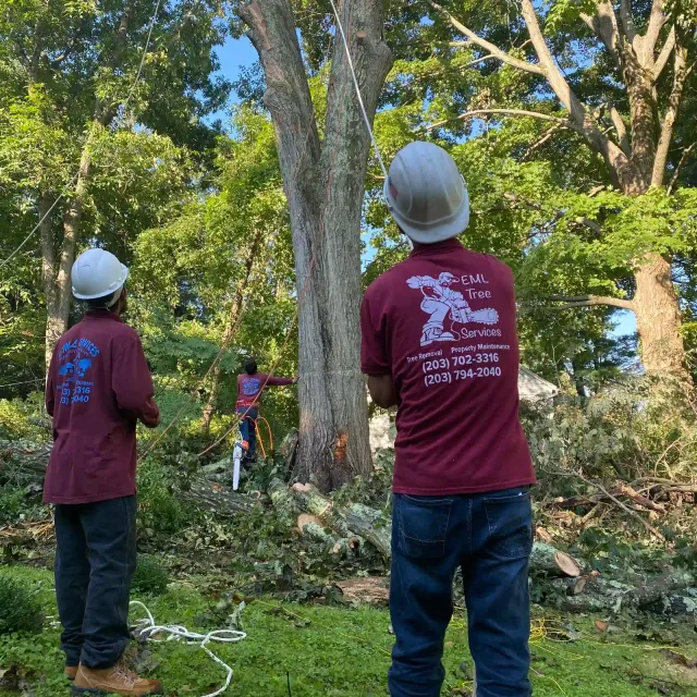 work photo from emltreeservices.com