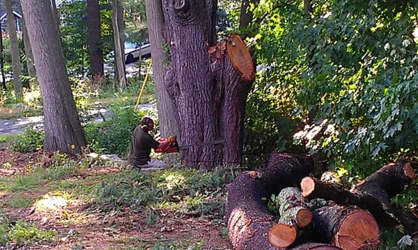 Brian Murphy's Expert Tree Care researched project photo