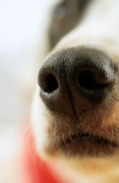 Sniff K9s