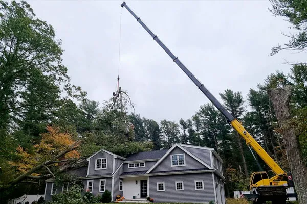 local tree removal