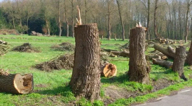 Trees felled in a grassy area, with logs and stumps scattered about; a forest in the background.