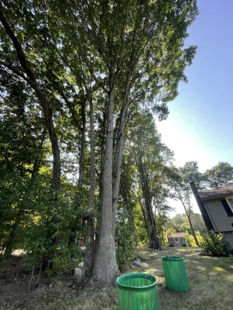 Remaining border trees after selected trees and encroaching limbs were removed