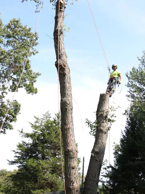 Arborist trimming a tall tree with ropes in a wooded area under a blue sky