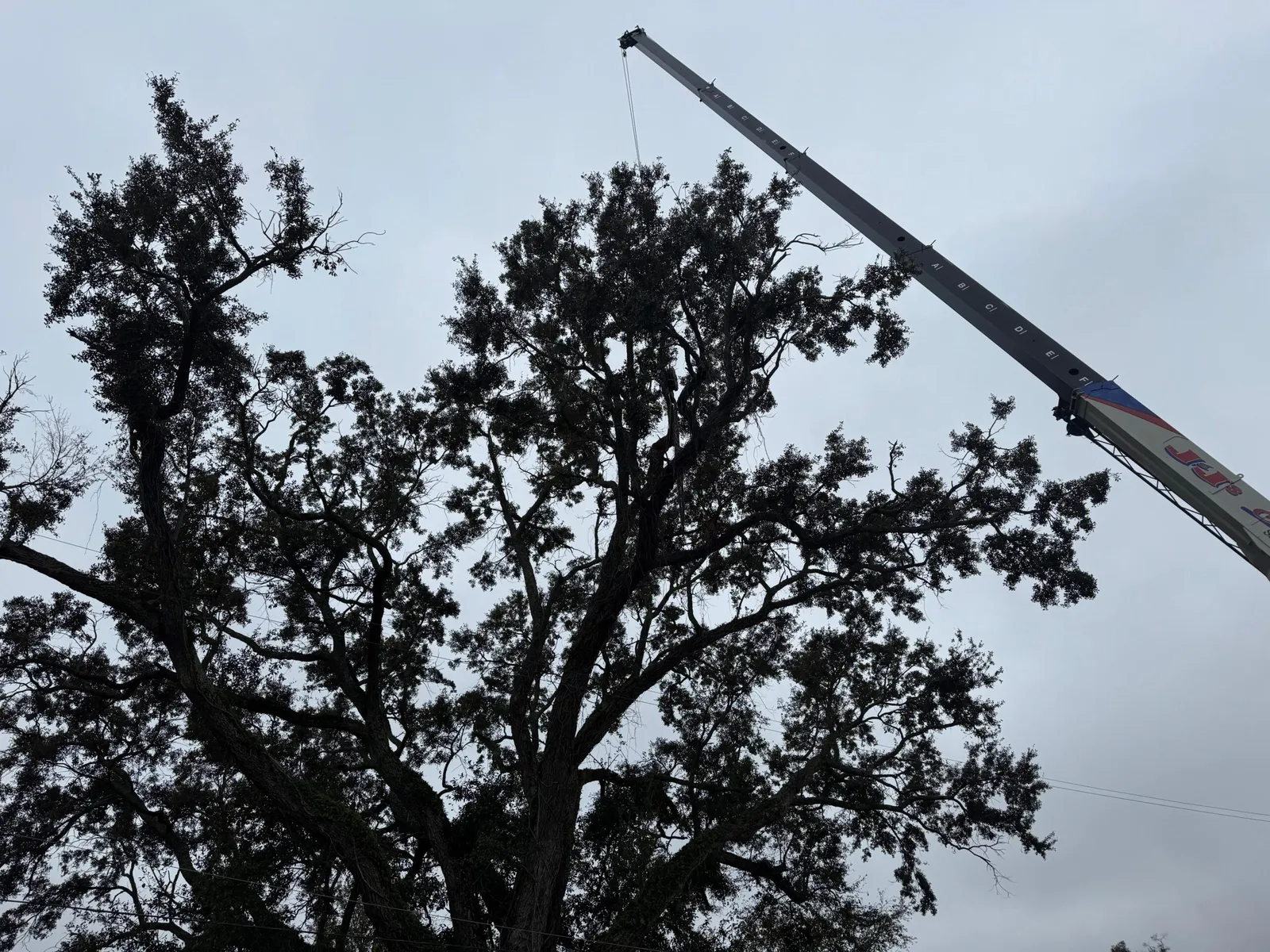 work photo from visionlandsandtreeservicesllc.com