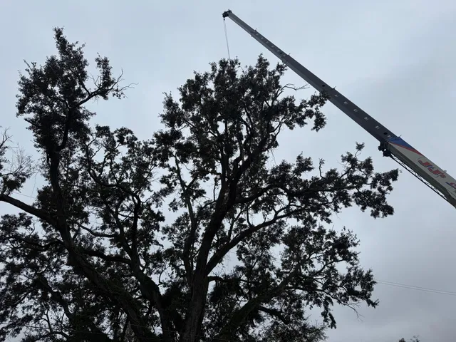 work photo from visionlandsandtreeservicesllc.com