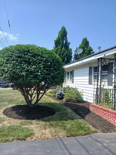 Tims tree & landscaping work photo