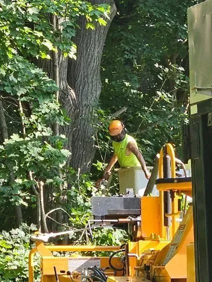 Tree Trimming Images Nine - Rutland, MA - Trees Unlimited