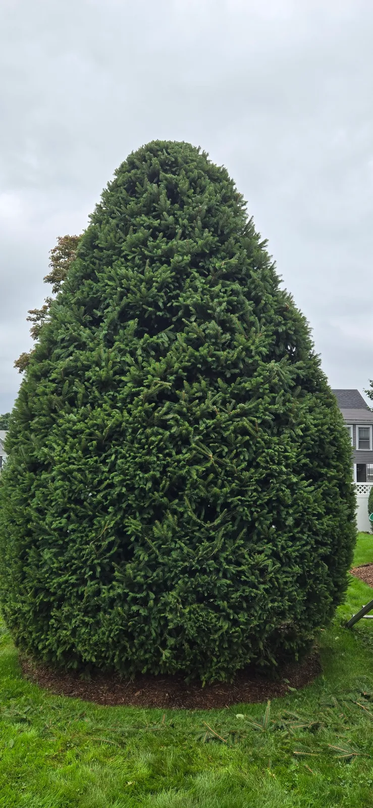 Osberto's landscaping