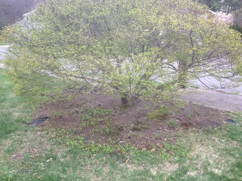 work photo from mebasslandscaping.com