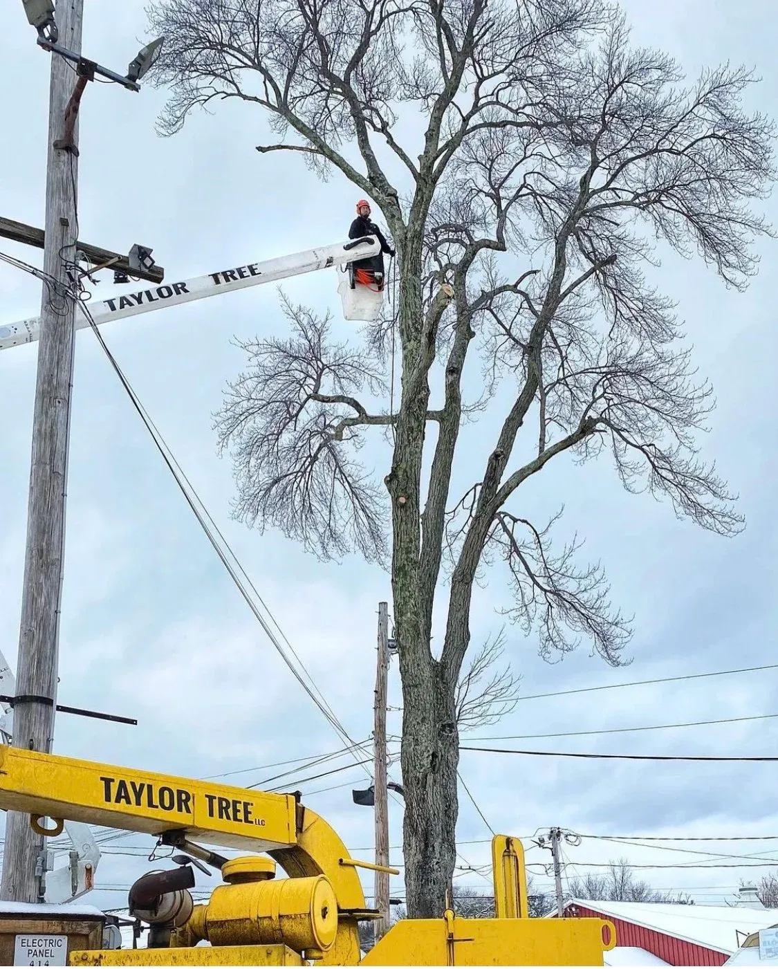 Taylor Tree Service provides tree removal, tree trimming, stump grinding services to MA Hampden County, Hampshire County, lower Berkshire and Worcester County as well as Hartford County and Tolland County CT.