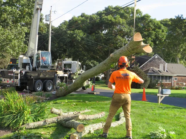 SavATree work photo