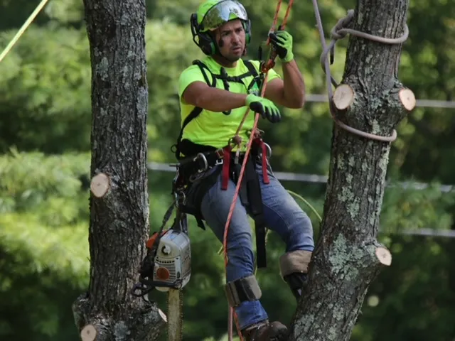 Guzman Tree Removal work photo