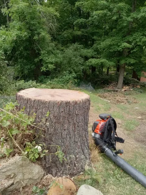 Brinly Tree Service work photo