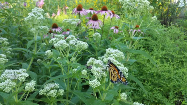Parthenium intergrifolium-Rudbeckia-Aster.jpg