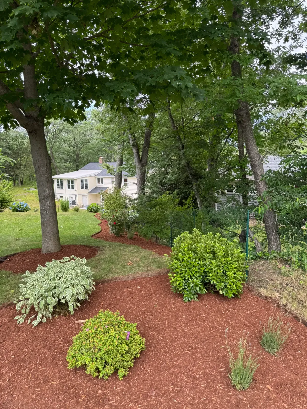 A curved planted bed with fresh dark mulch and healthy green shrubs