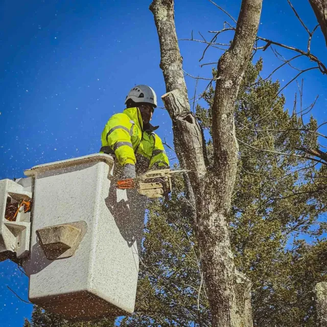 Expert tree removal services in Connecticut, safely and efficiently removing trees of all sizes with professional equipment. We ensure the safety of your property and surrounding area, serving towns including Bloomfield, Windsor, Hartford, West Hartford, Simsbury, Granby, and more.