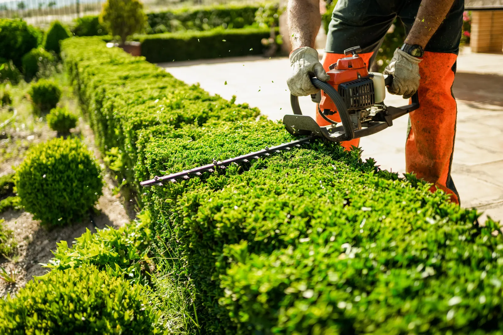 Landscaper using a gas hedge trimmer to shape a long green hedge