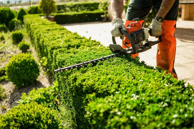 Landscaper using a gas hedge trimmer to shape a long green hedge