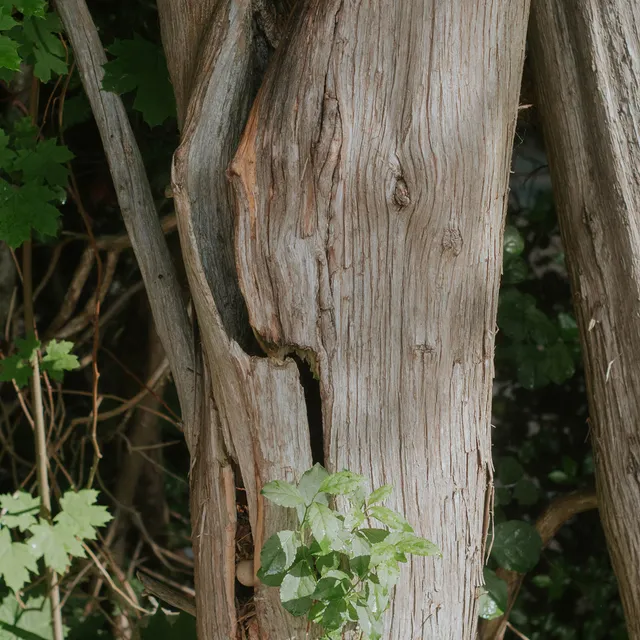 arboreal-solutions-tree-damage