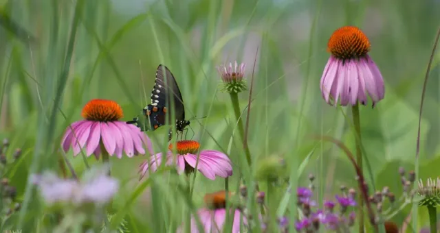 Purple Echinacea 2.jpg