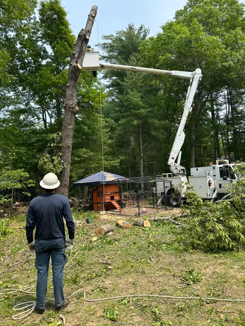 Tri-Town Tree Service LLC- Fully Insured Certified Arborist work photo