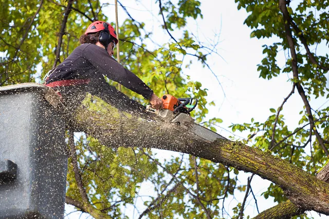 Tree Removal & Forestry Services