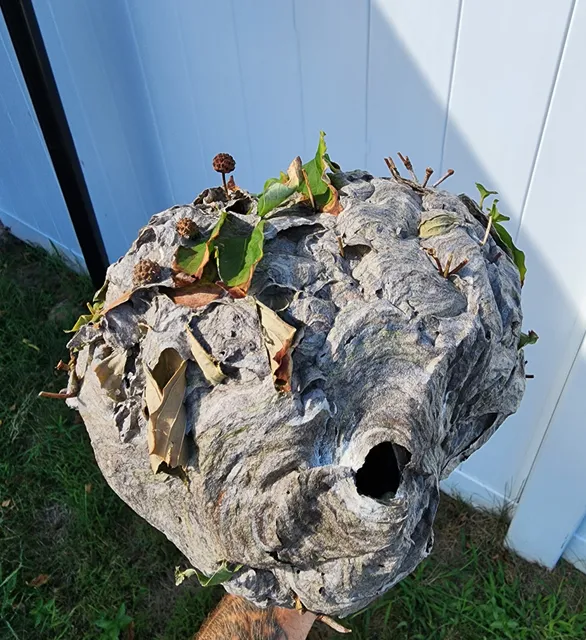 Marshall Pest & Lawn Solutions work photo