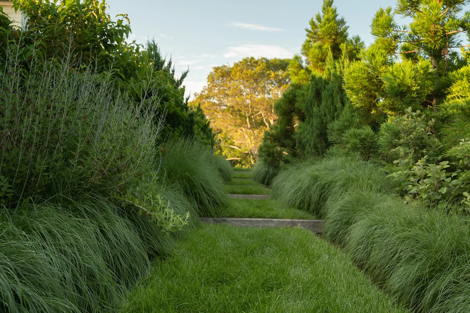 Turf-and-stone stair through massed ornamental grasses and evergreens