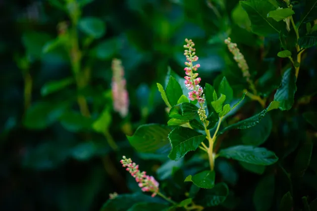 Heirloom Tree  Shrub Care-27.jpg