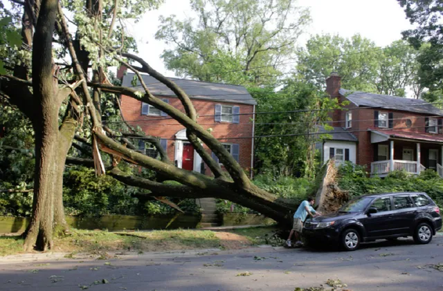 Storm Clean Up Danbury