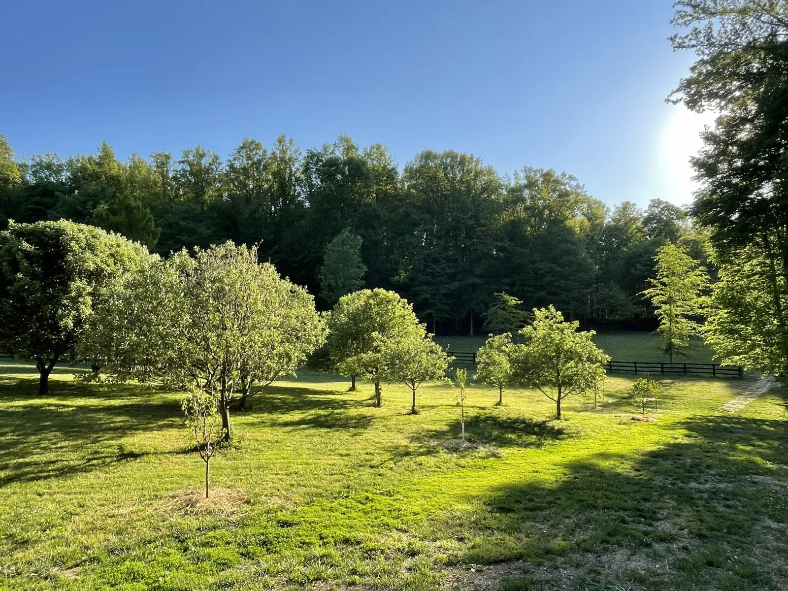 Orchard rows in early morning light