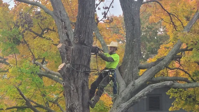 Hicks Tree Climbing Services work photo