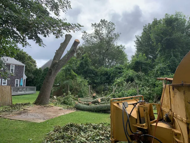 JD Tree Service work photo