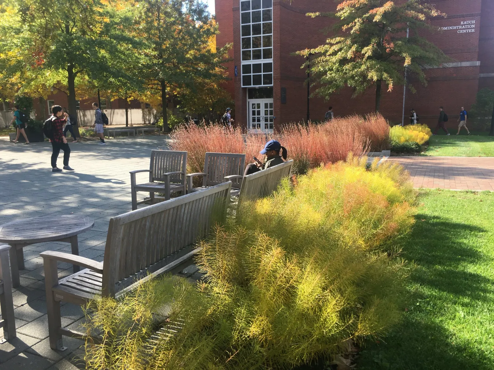 Native plants selected for fall interest:&nbsp; Arkansas Blue Star's (Amsonia hubrichtii) and Little Bluestem (Schizachyrium scoparium 'Carousel'.