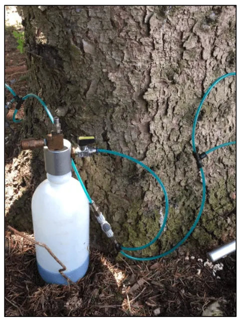 Tree-Plant