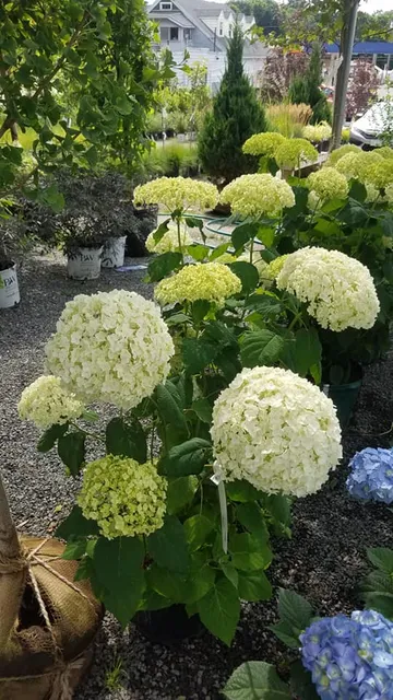 Pinebrook Landscaping
