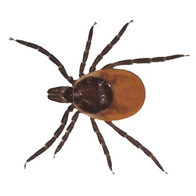 Tick Control