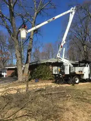 Crane-Tree