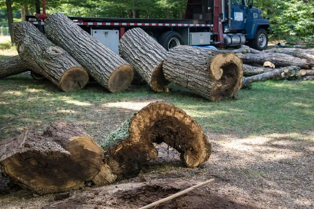 Tree Health Assessments
