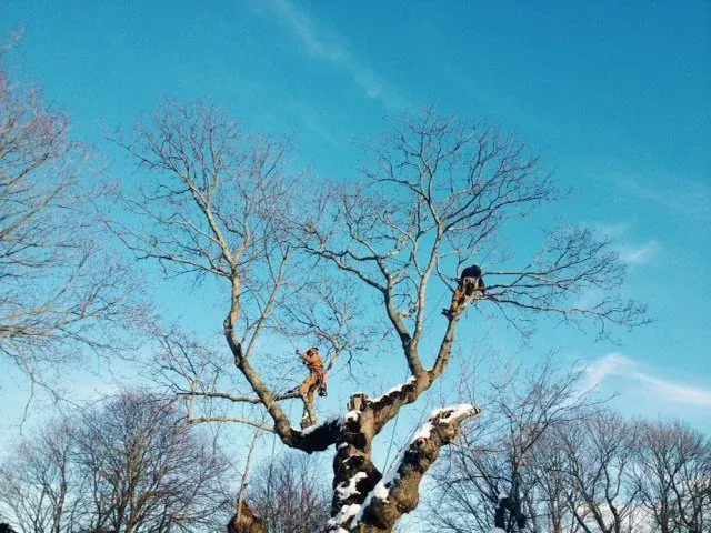 treeworksky.jpg