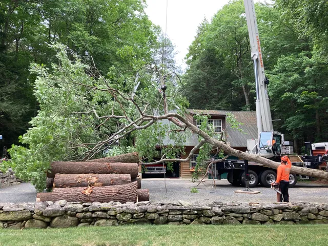 SavATree work photo