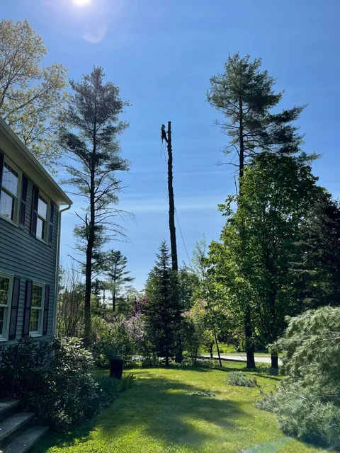 work photo from greeningreenouttreeservice.com