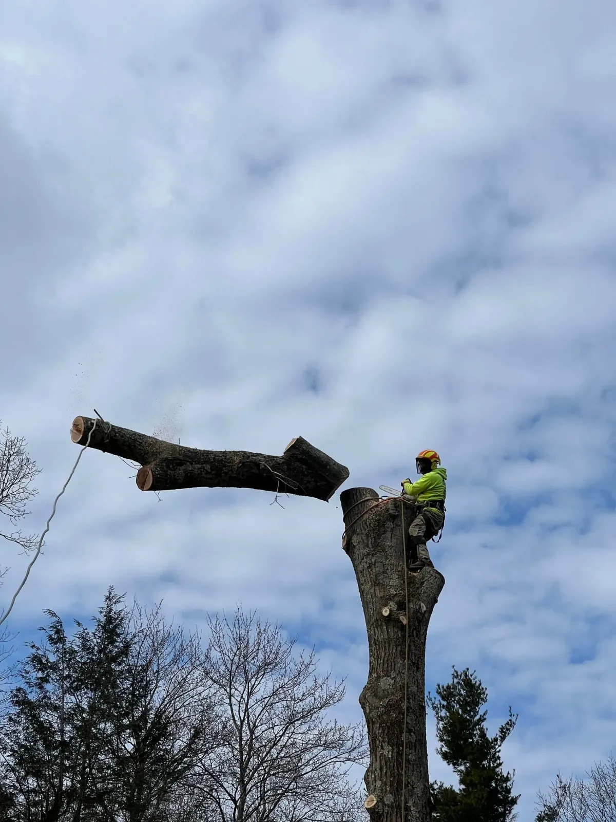 A man is cutting down a tree with a chainsaw.