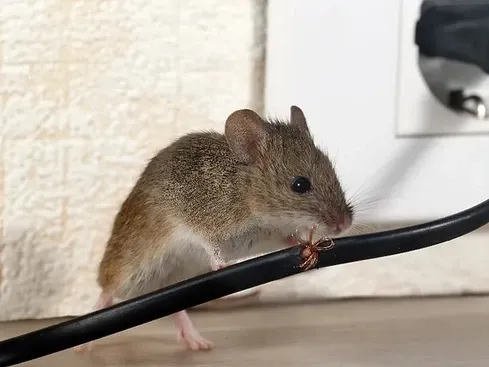 work photo from meerkatpestcontrol.com