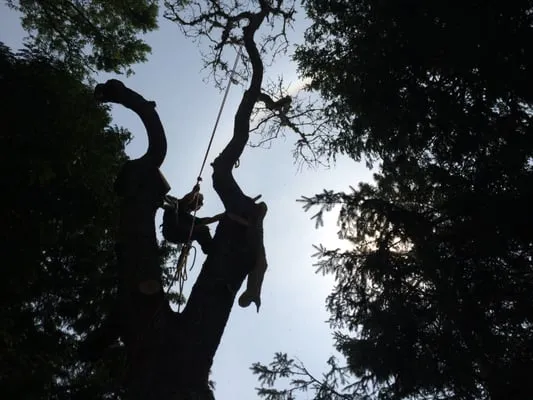 Danziger Tree Service work photo