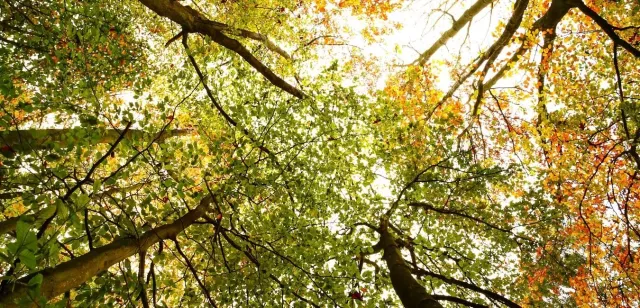 Cooks Tree Care Boston MA.jpg
